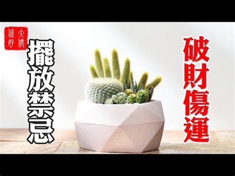 仙人掌放玄關|仙人掌可以放玄關嗎？風水學揭露的玄機 